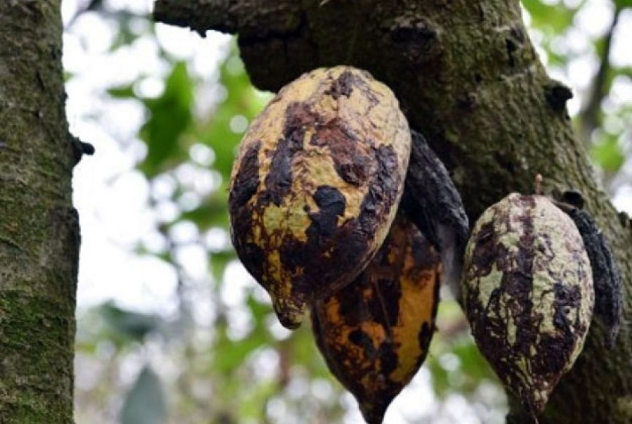 LUTTE CONTRE LE SWOLLEN SHOOT : PLUS DE 105 MILLIONS D’HECTARES DE CACAO ARRACHES DE 2018 A 2021